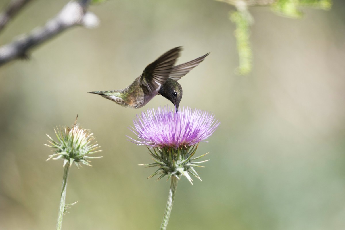 Black-chinned Hummingbird - ML618684104