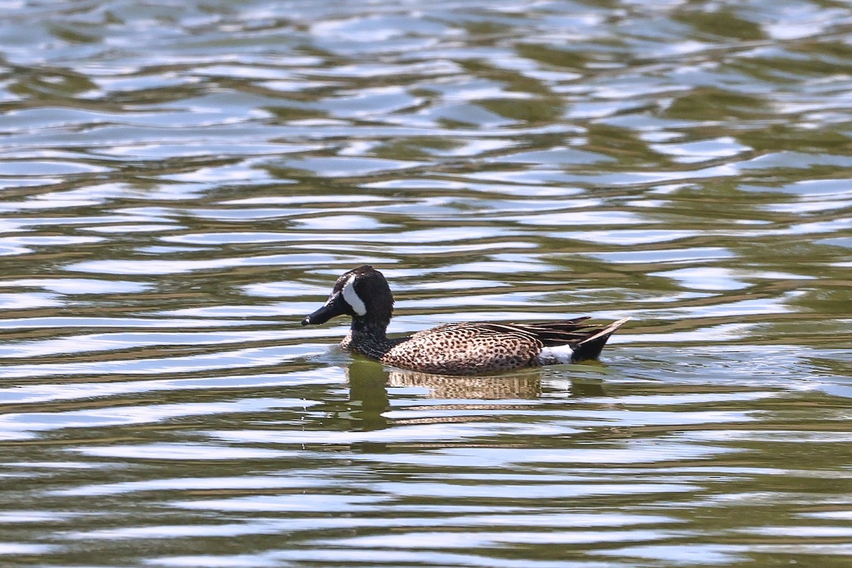 Blue-winged Teal - ML618684115