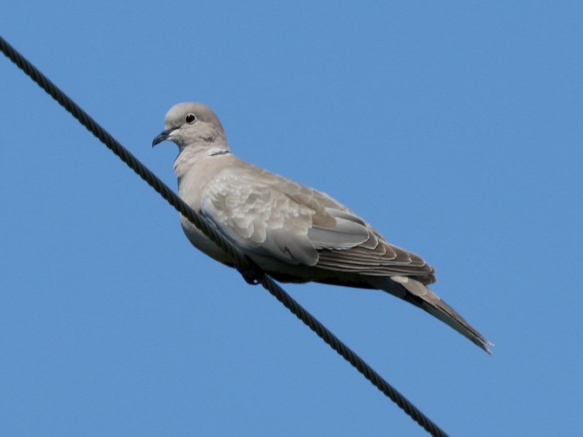 Eurasian Collared-Dove - ML618684117