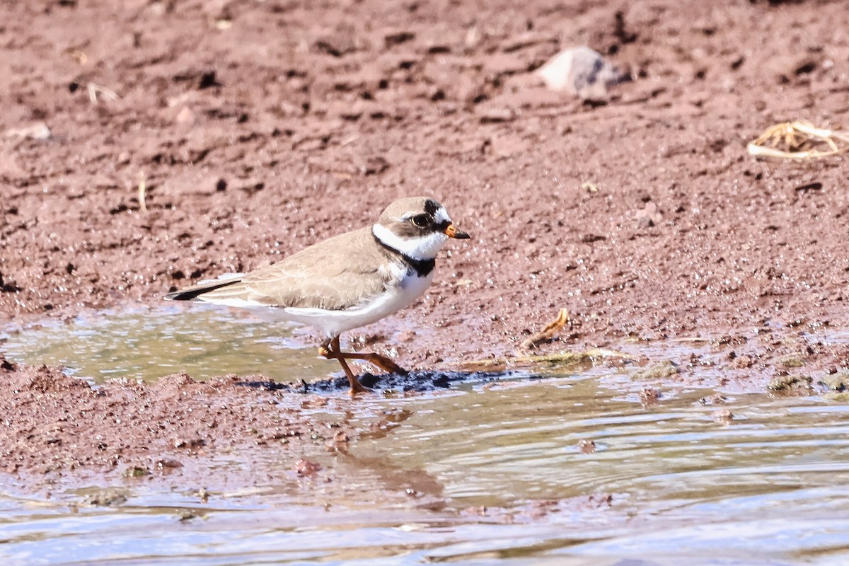 Semipalmated Plover - ML618684138