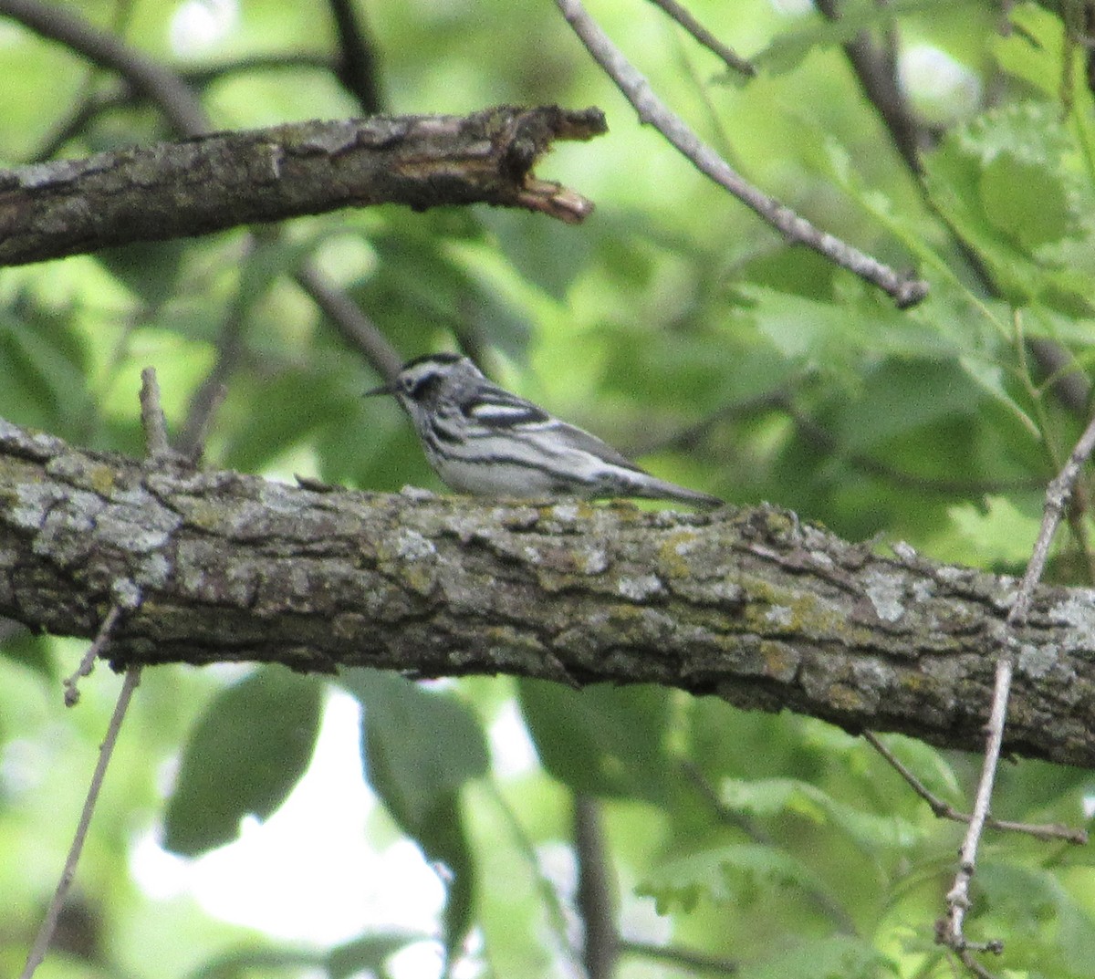 Black-and-white Warbler - Eric Bents