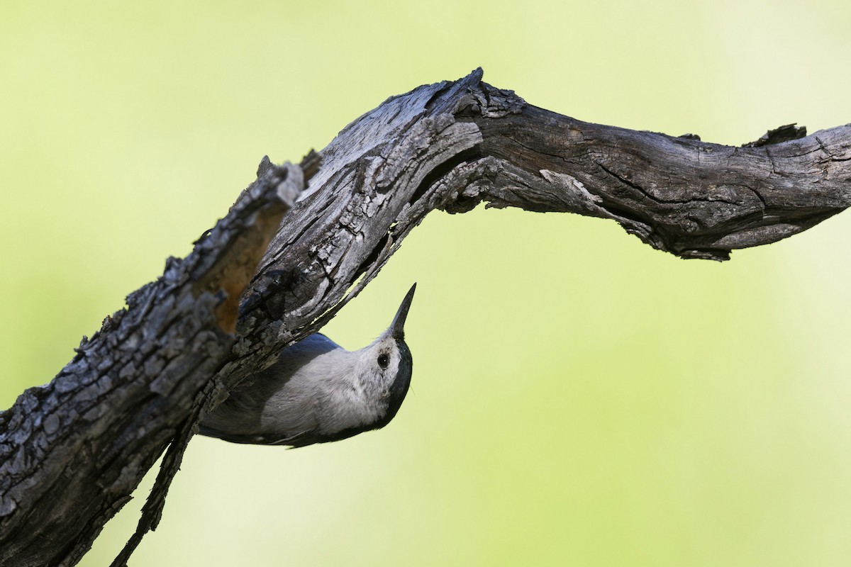 White-breasted Nuthatch - ML618684158