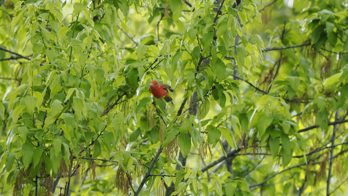 Scarlet Tanager - ML618684159