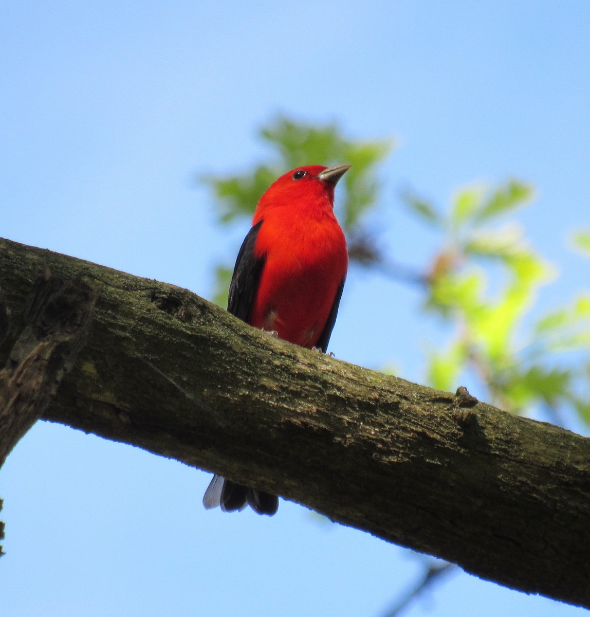 Scarlet Tanager - ML618684185