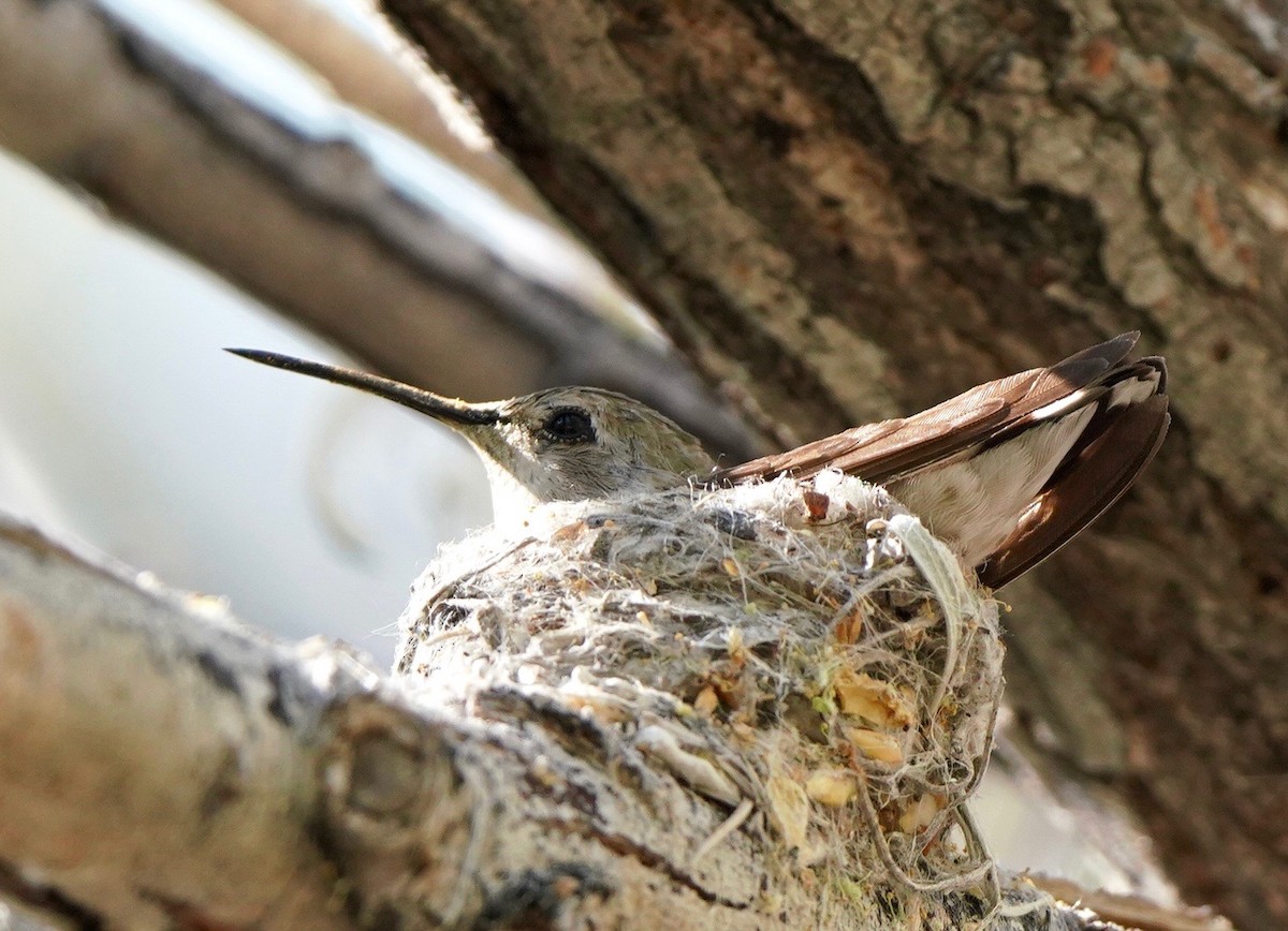 Calliope Hummingbird - ML618684189