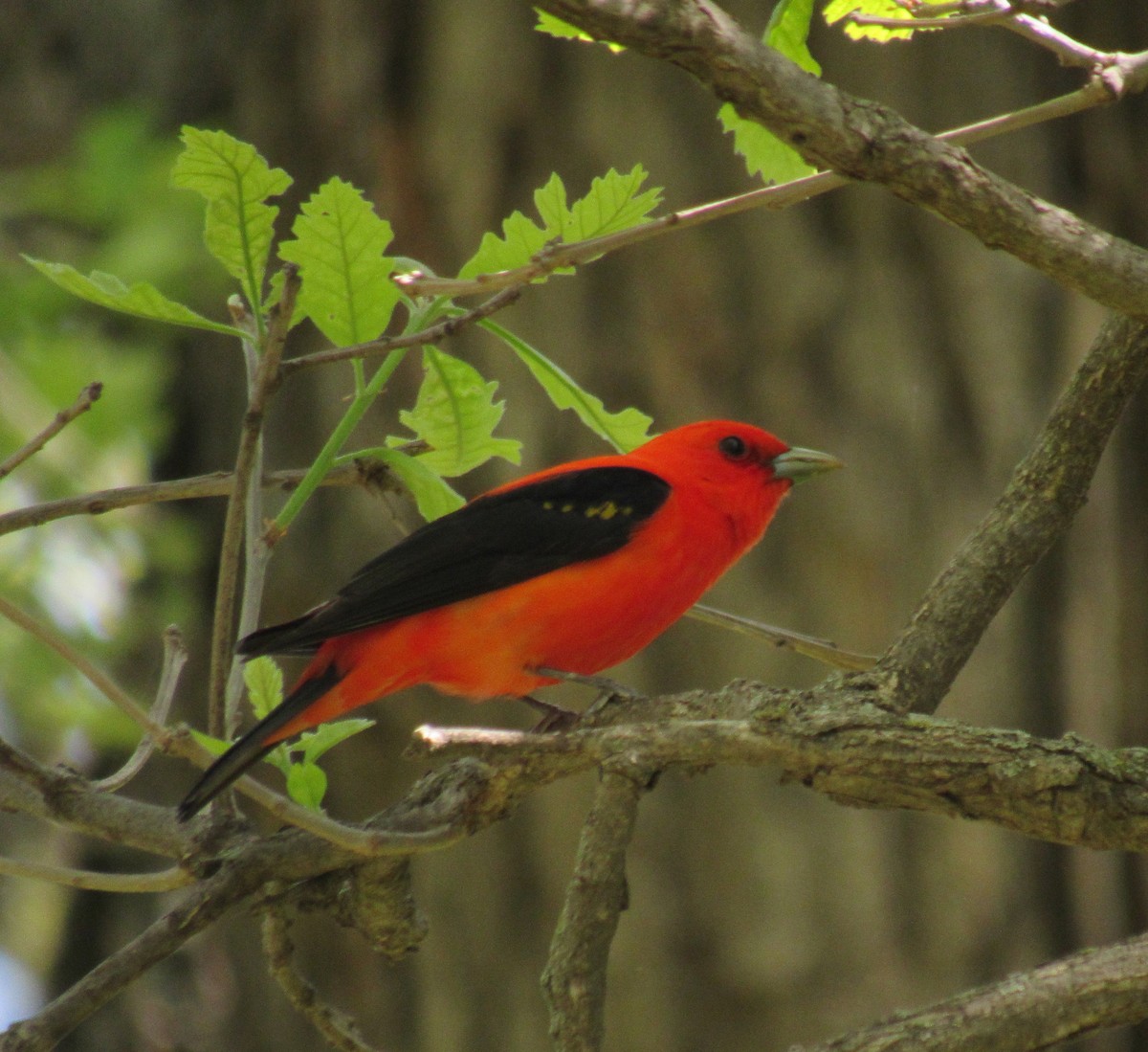 Scarlet Tanager - ML618684218