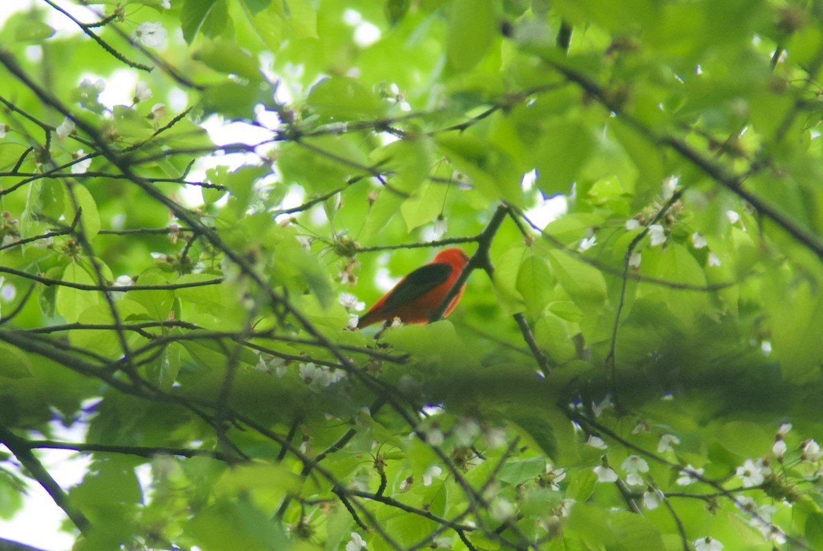 Scarlet Tanager - ML618684220