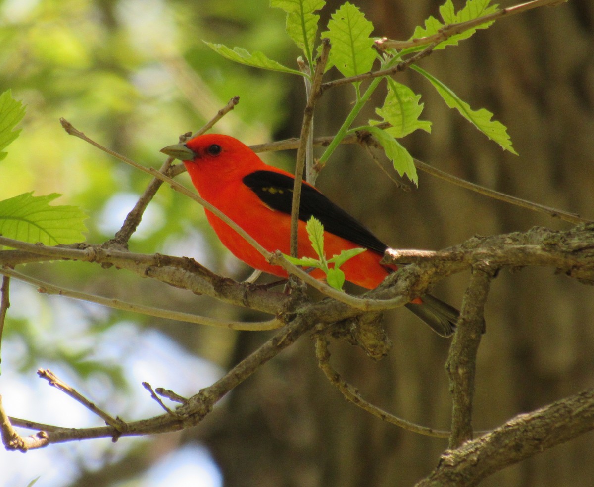 Scarlet Tanager - ML618684235