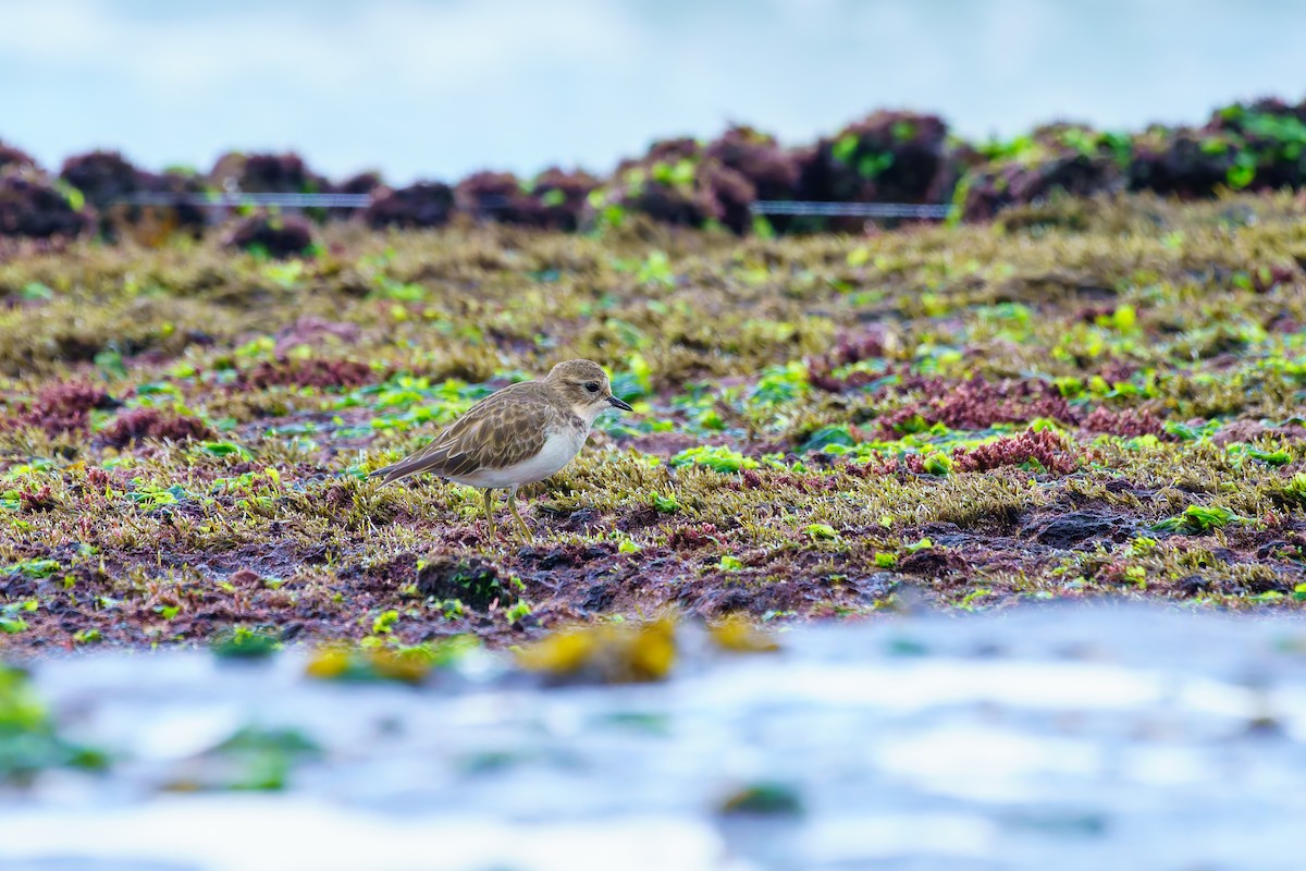 Double-banded Plover - ML618684245