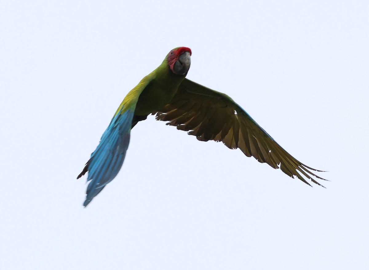 Great Green Macaw - ML618684263