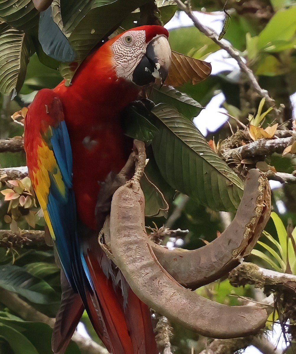 Scarlet Macaw - Sally Veach
