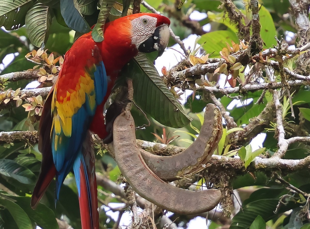 Scarlet Macaw - ML618684303