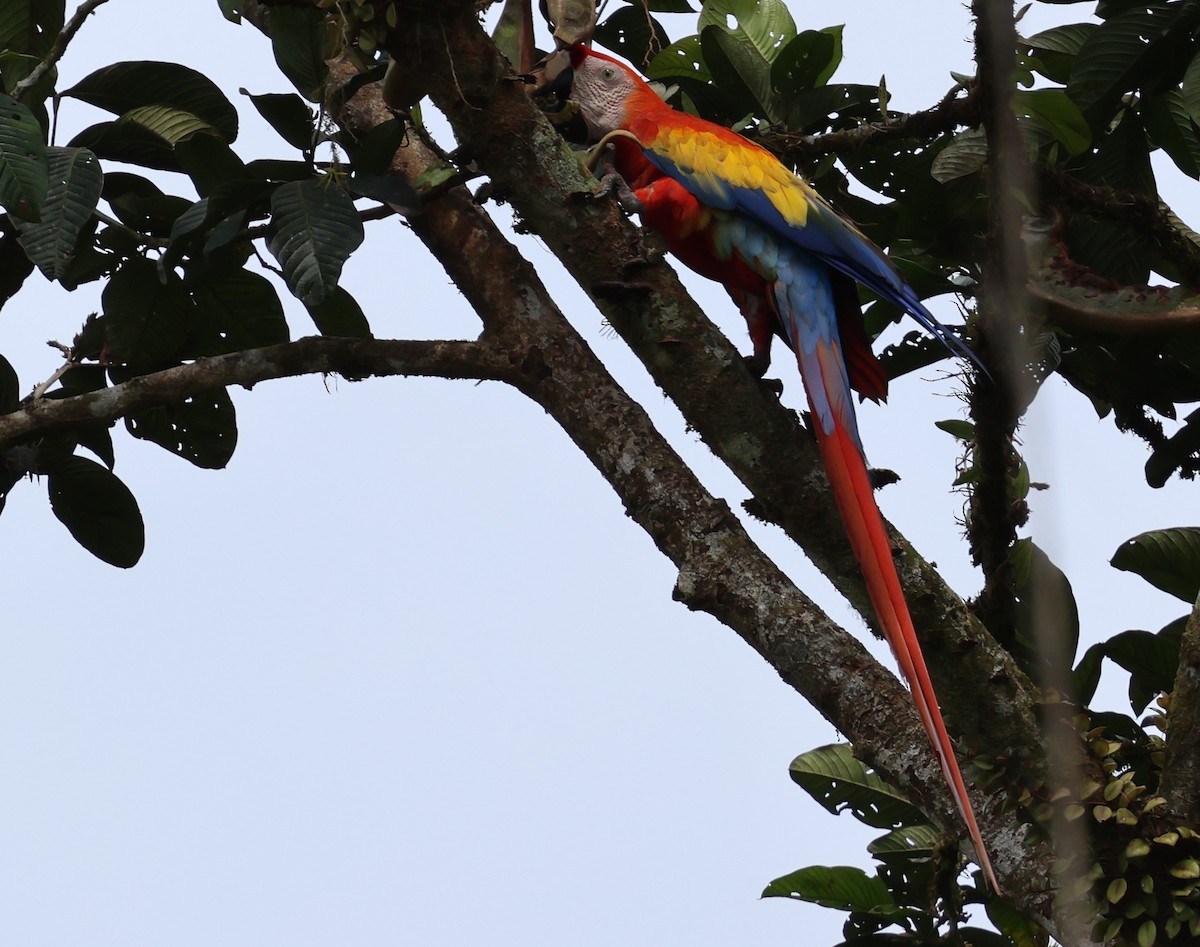 Scarlet Macaw - ML618684304