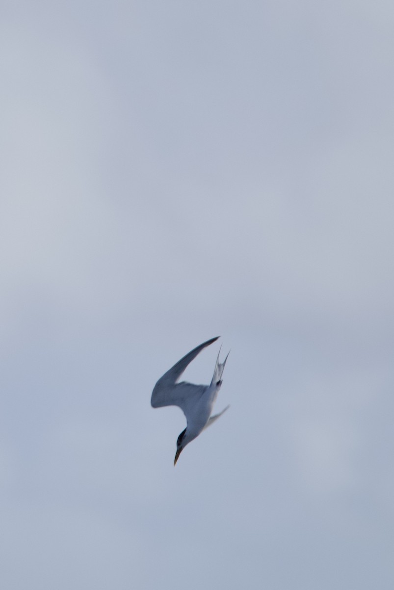 Great Crested Tern - ML618684389