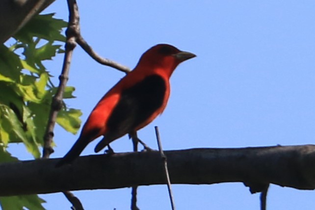 Scarlet Tanager - ML618684391