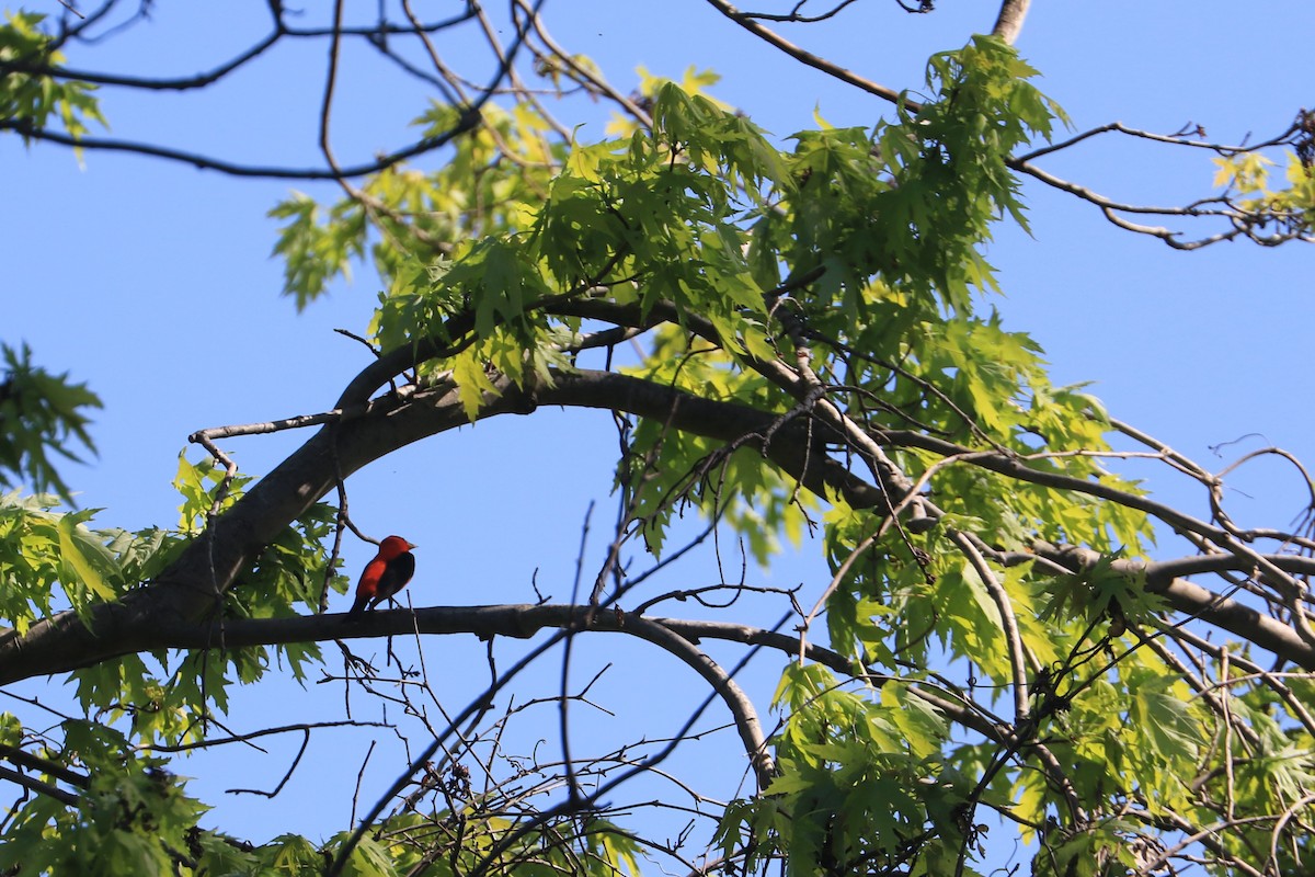 Scarlet Tanager - ML618684392