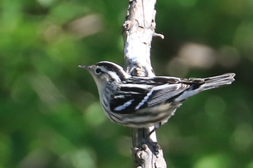 Black-and-white Warbler - ML618684395