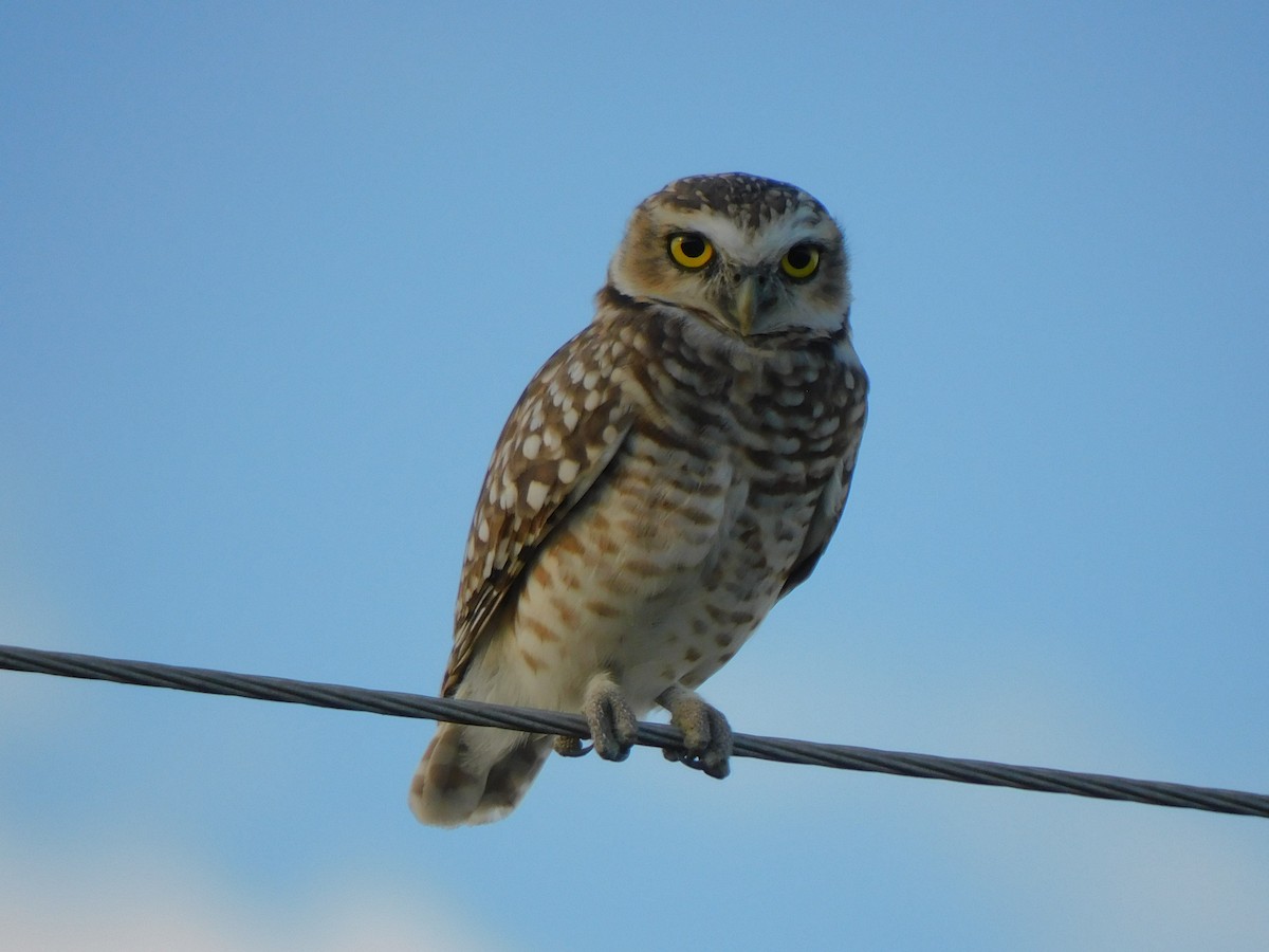 Burrowing Owl - ML618684432