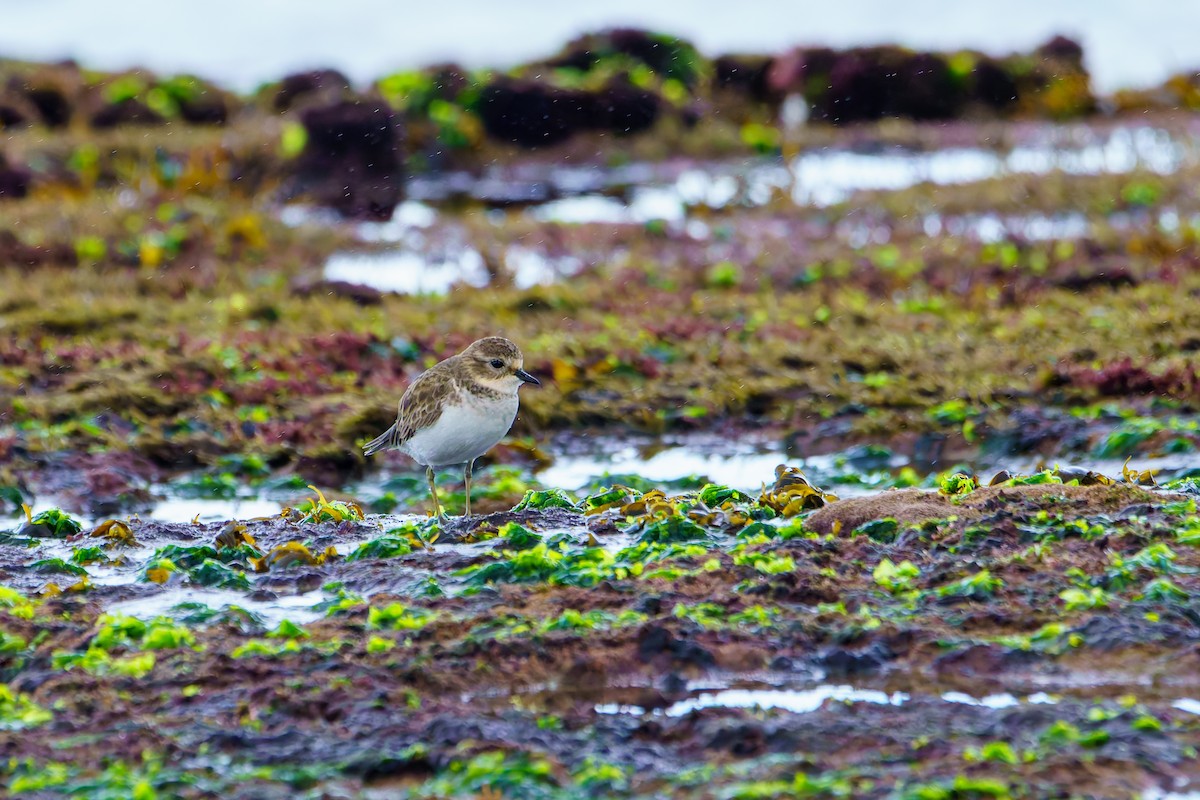 Double-banded Plover - ML618684441