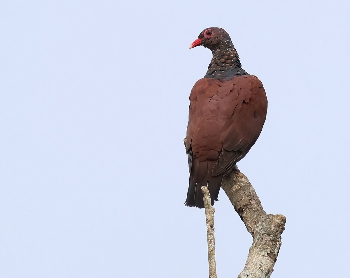 Scaled Pigeon - ML618684490