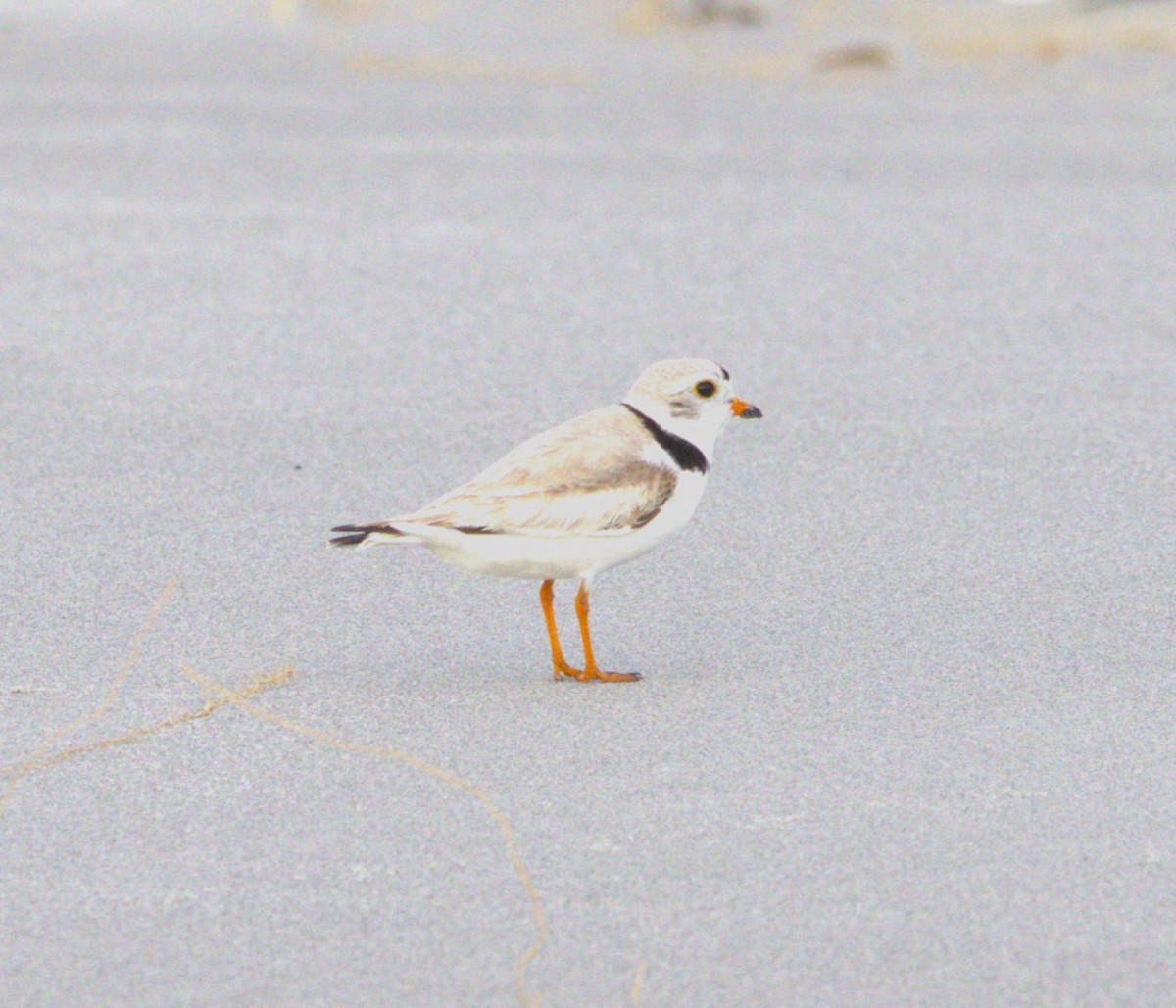 Piping Plover - ML618684518
