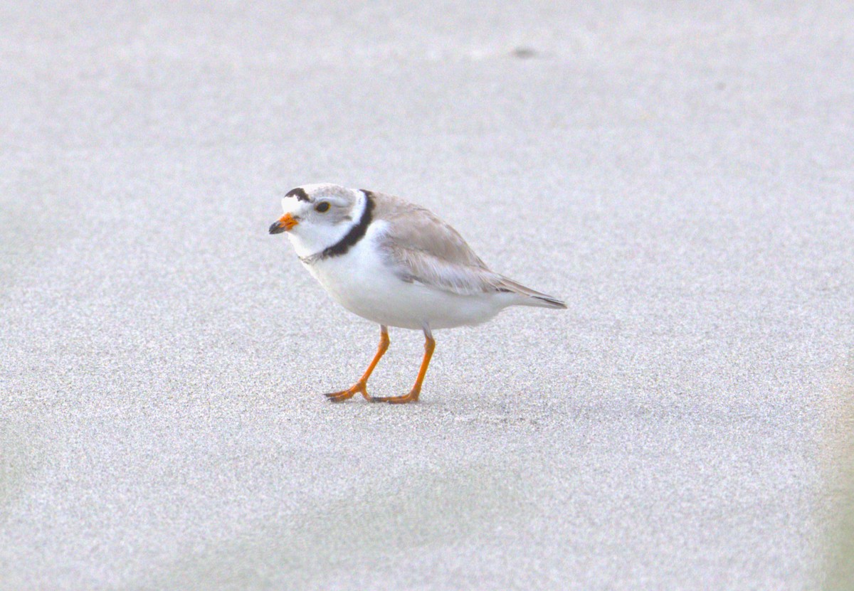 Piping Plover - ML618684520