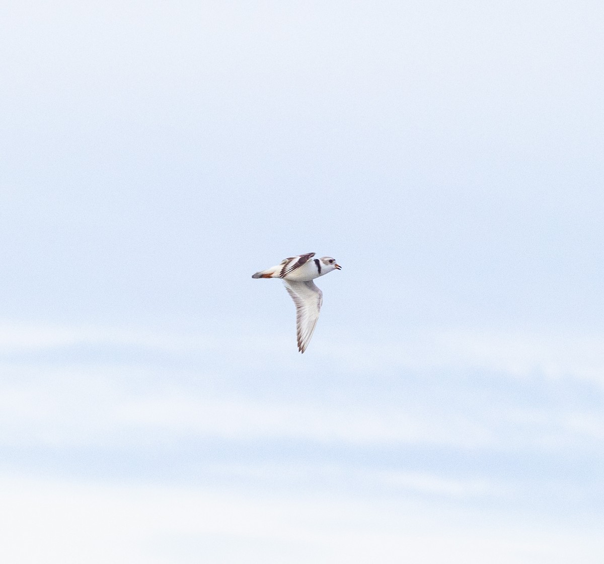 Piping Plover - ML618684521