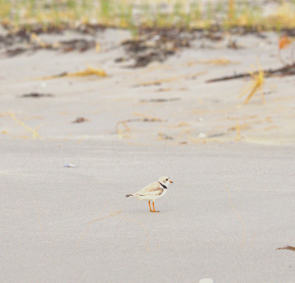 Piping Plover - ML618684522
