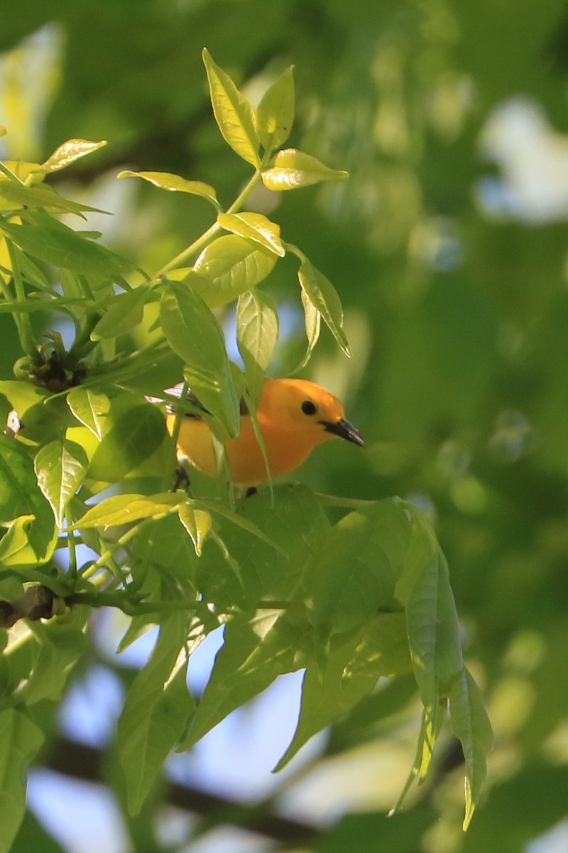 Prothonotary Warbler - ML618684532