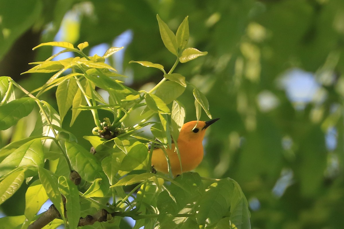 Prothonotary Warbler - ML618684533