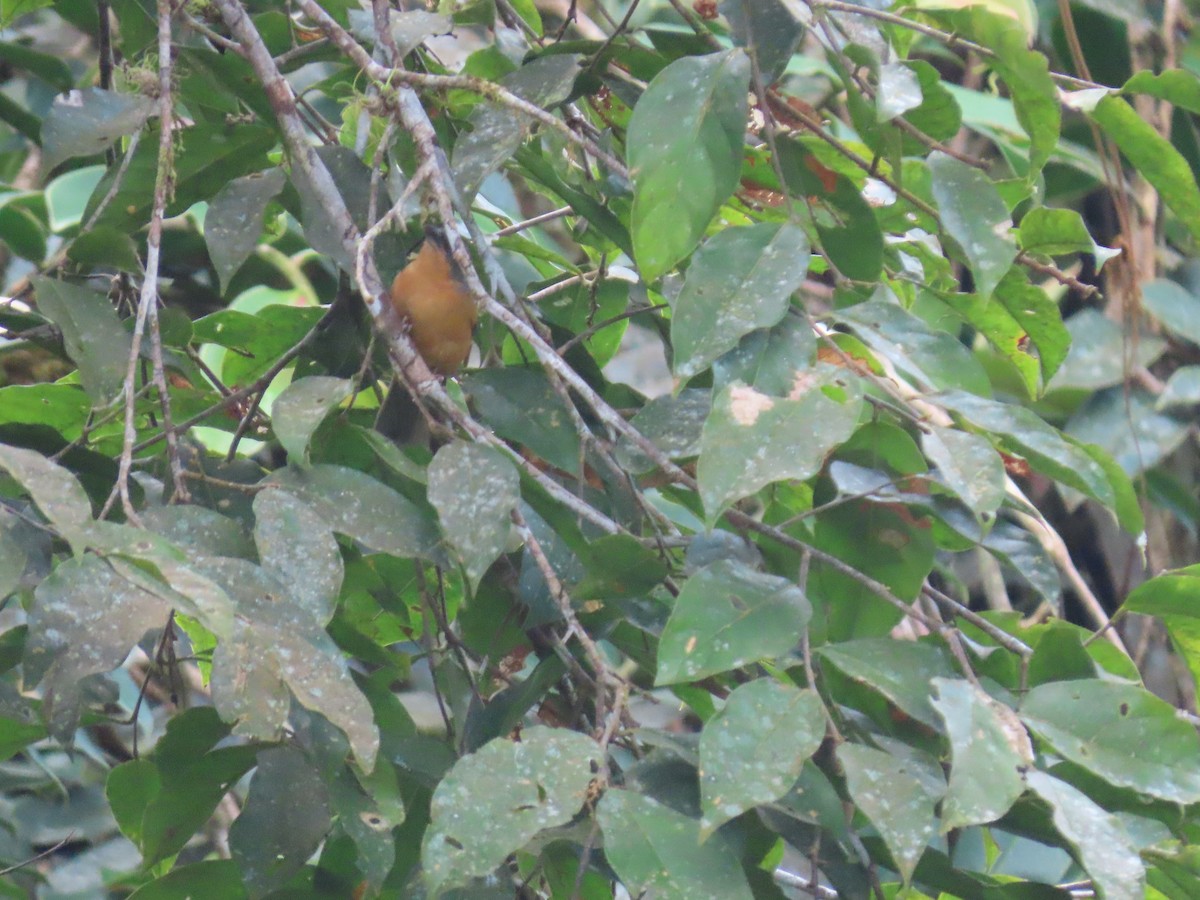 Rufous-crested Tanager - ML618684537