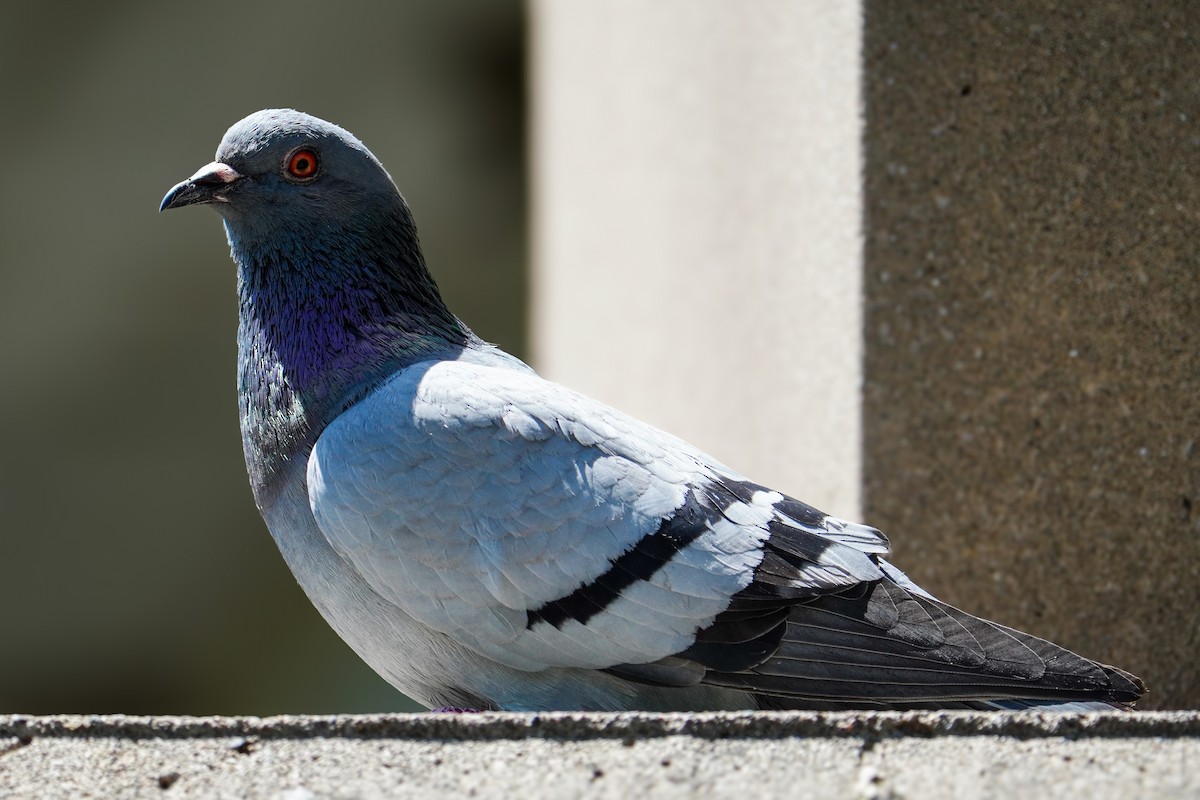 Rock Pigeon (Feral Pigeon) - ML618684549