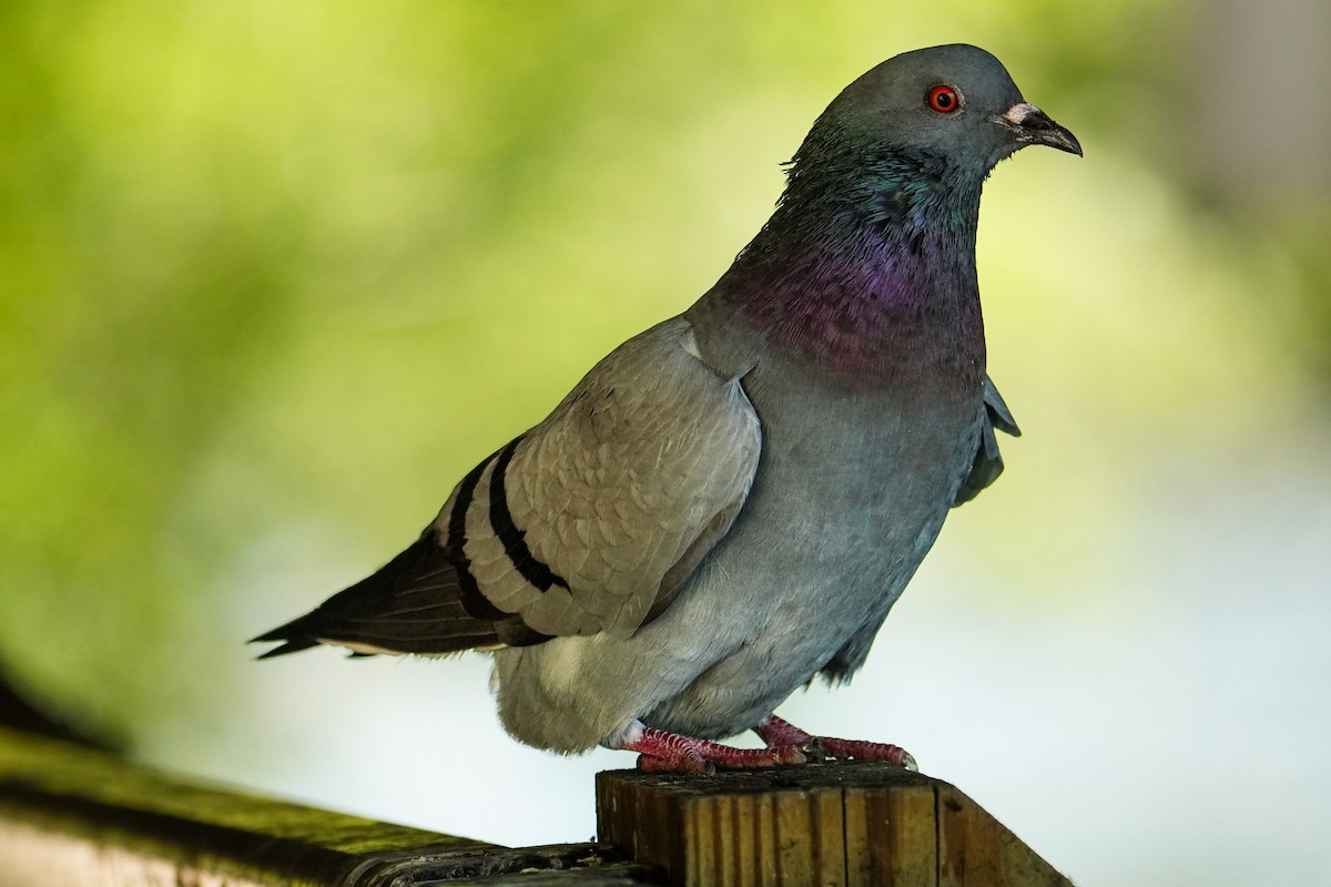 Rock Pigeon (Feral Pigeon) - Elena Cacchillo