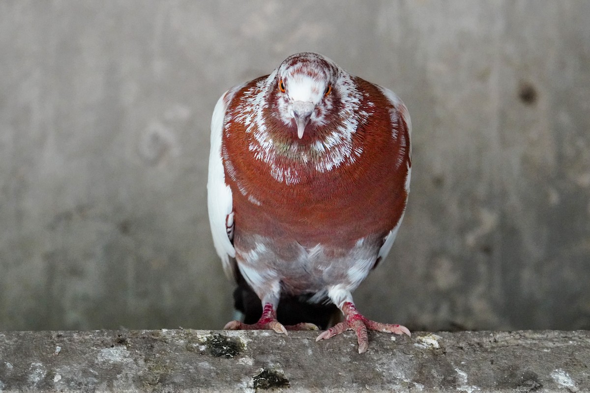 Rock Pigeon (Feral Pigeon) - ML618684552