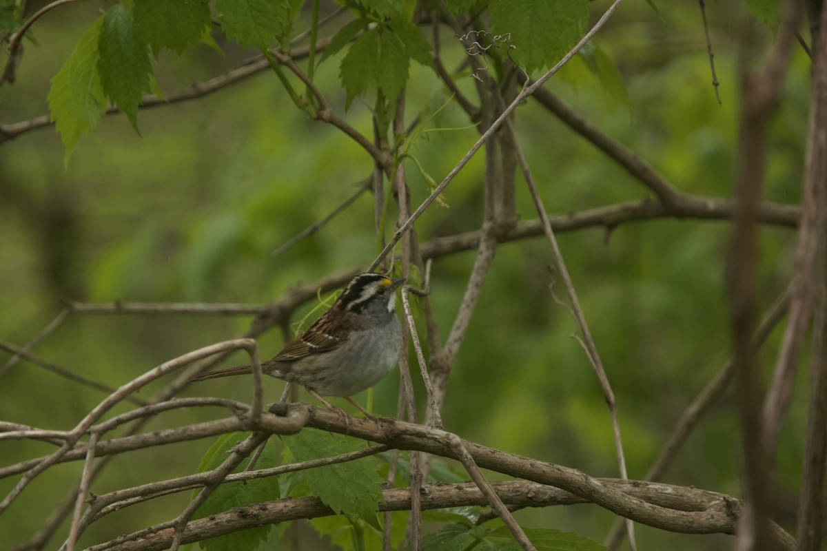 White-throated Sparrow - ML618684592