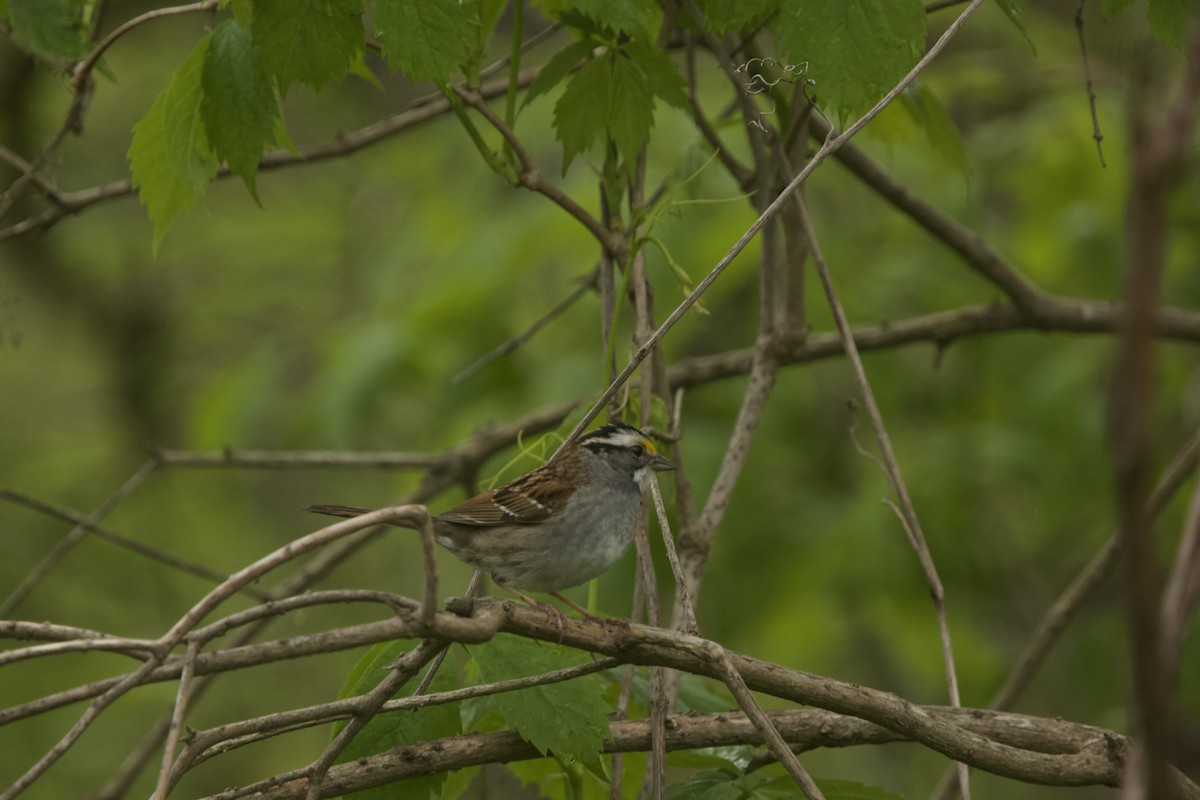 White-throated Sparrow - ML618684595