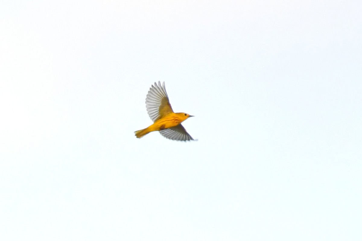 Yellow Warbler - ML618684611