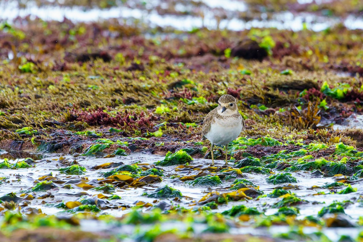 Double-banded Plover - ML618684624