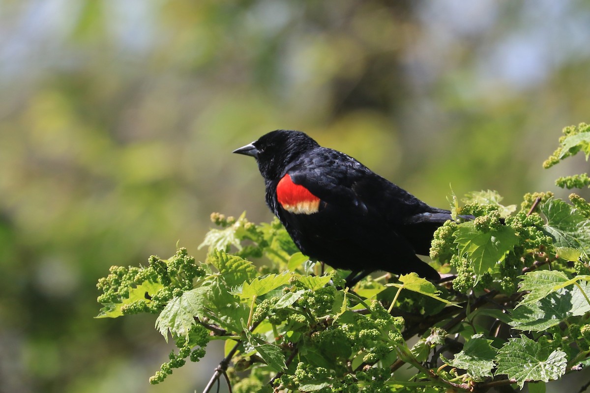Red-winged Blackbird - ML618684642