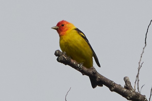 Western Tanager - ML618684652