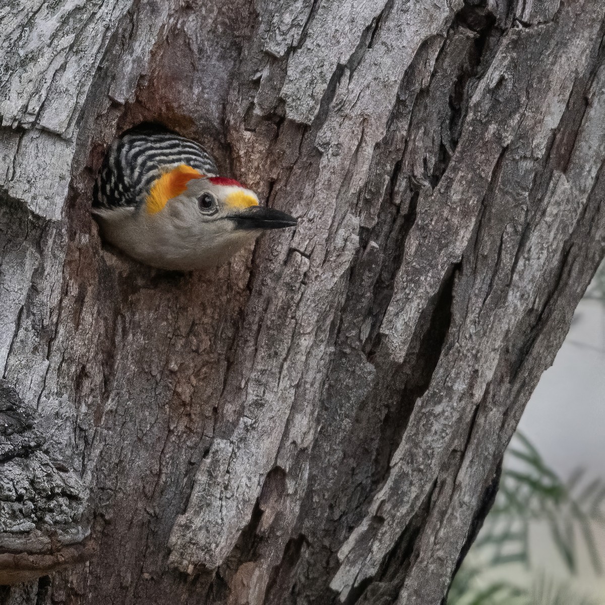 Golden-fronted Woodpecker - ML618684702