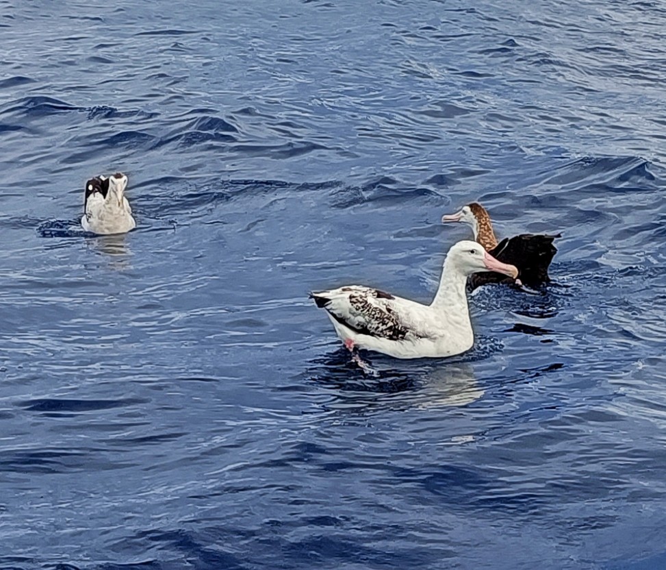 Antipodean Albatross (antipodensis) - ML618684708