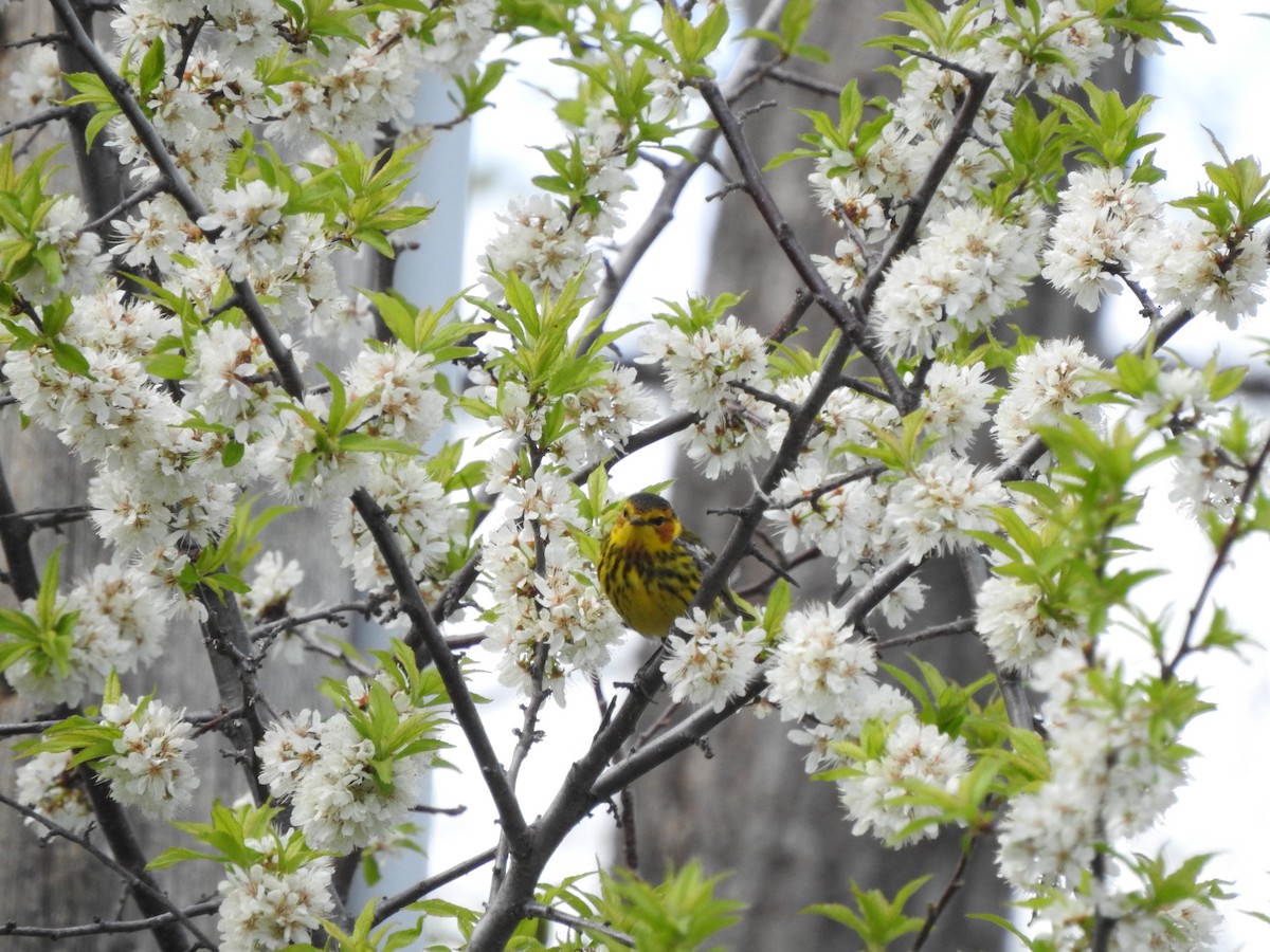 Cape May Warbler - Danielle McCament