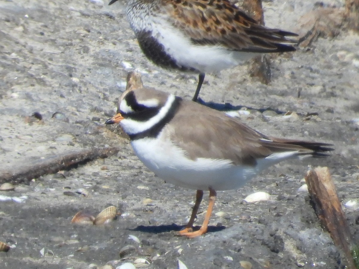 Common Ringed Plover - ML618684720