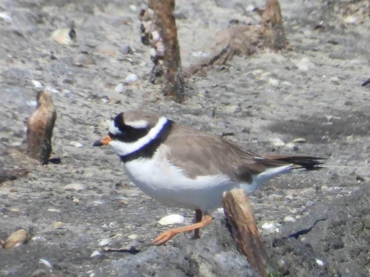 Common Ringed Plover - ML618684721