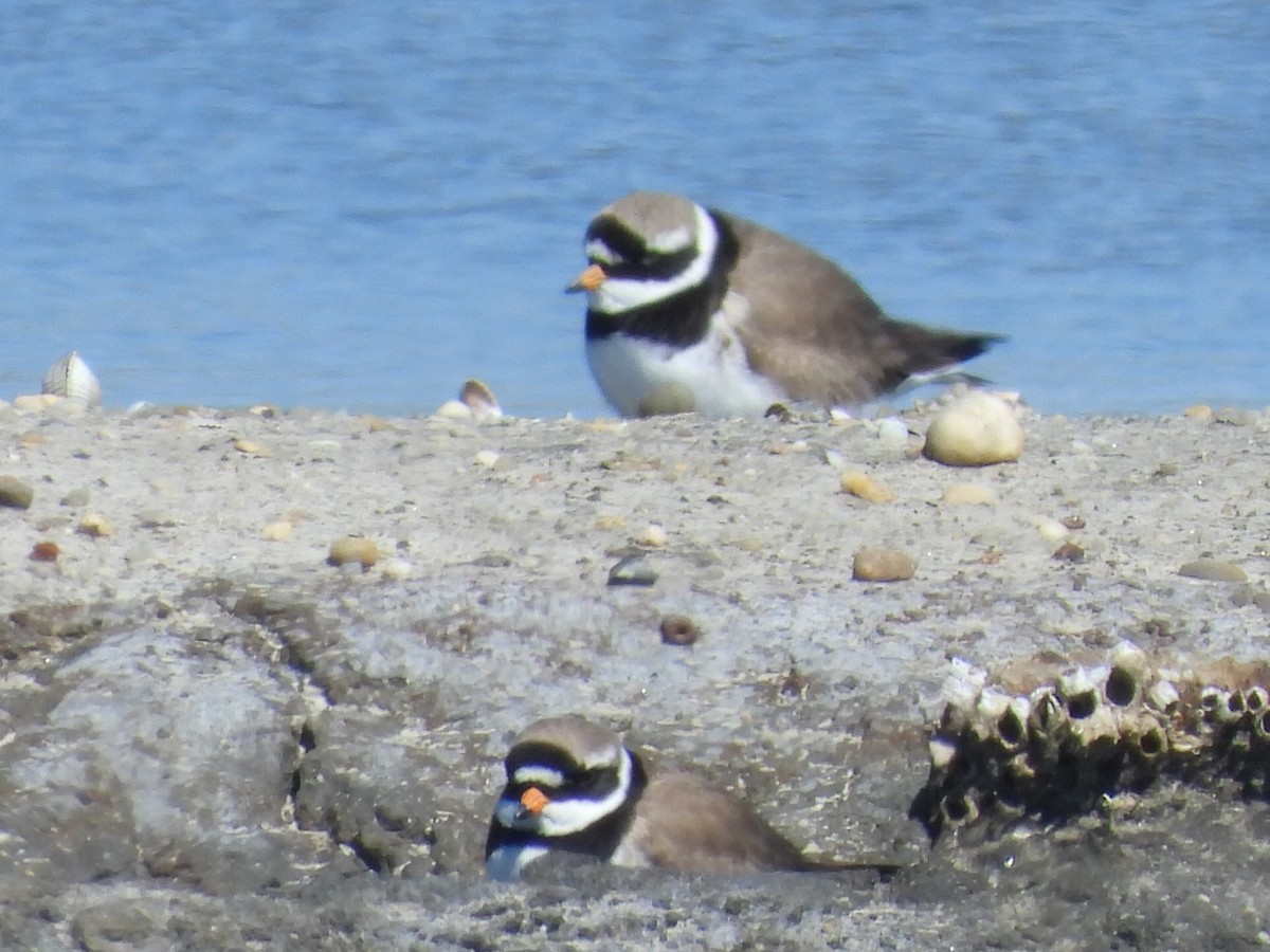 Common Ringed Plover - ML618684722
