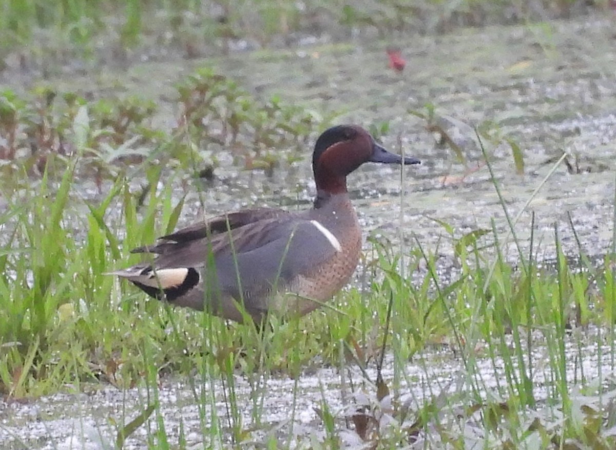 Green-winged Teal - ML618684743