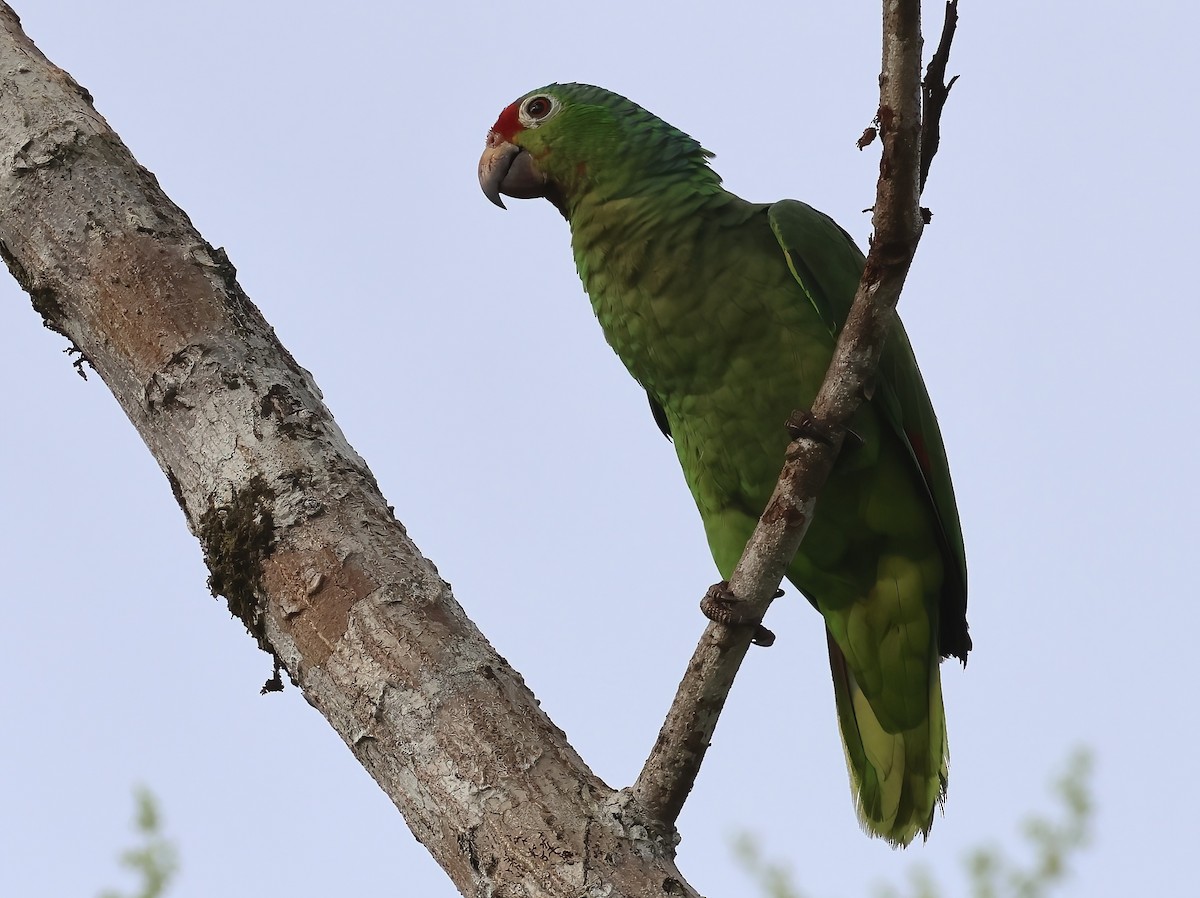 Red-lored Parrot - ML618684749