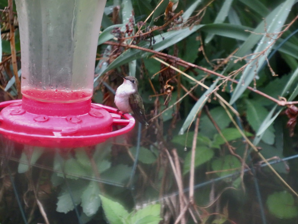 Ruby-throated Hummingbird - ML618684763