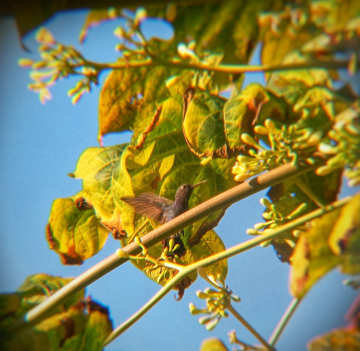 kolibřík safírový - ML618684768